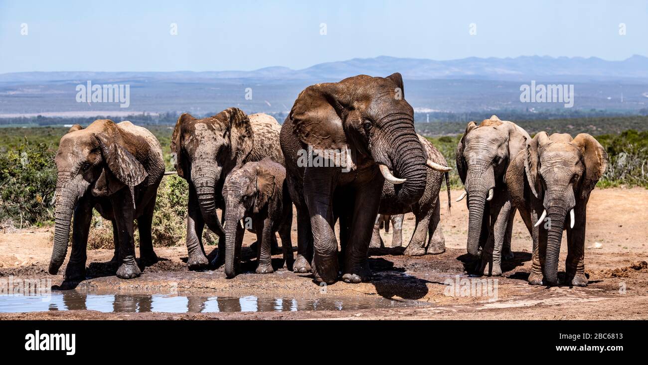 Addo Elephant National Park, Addo, Eastern Cape, Sudafrica Foto Stock