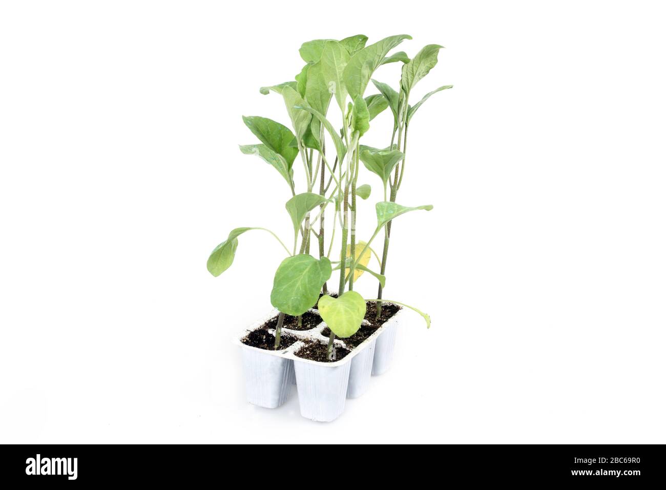 vivaio - giardinaggio - agricoltura - piantine di melanzane nel vassoio pronto per il trapianto Foto Stock