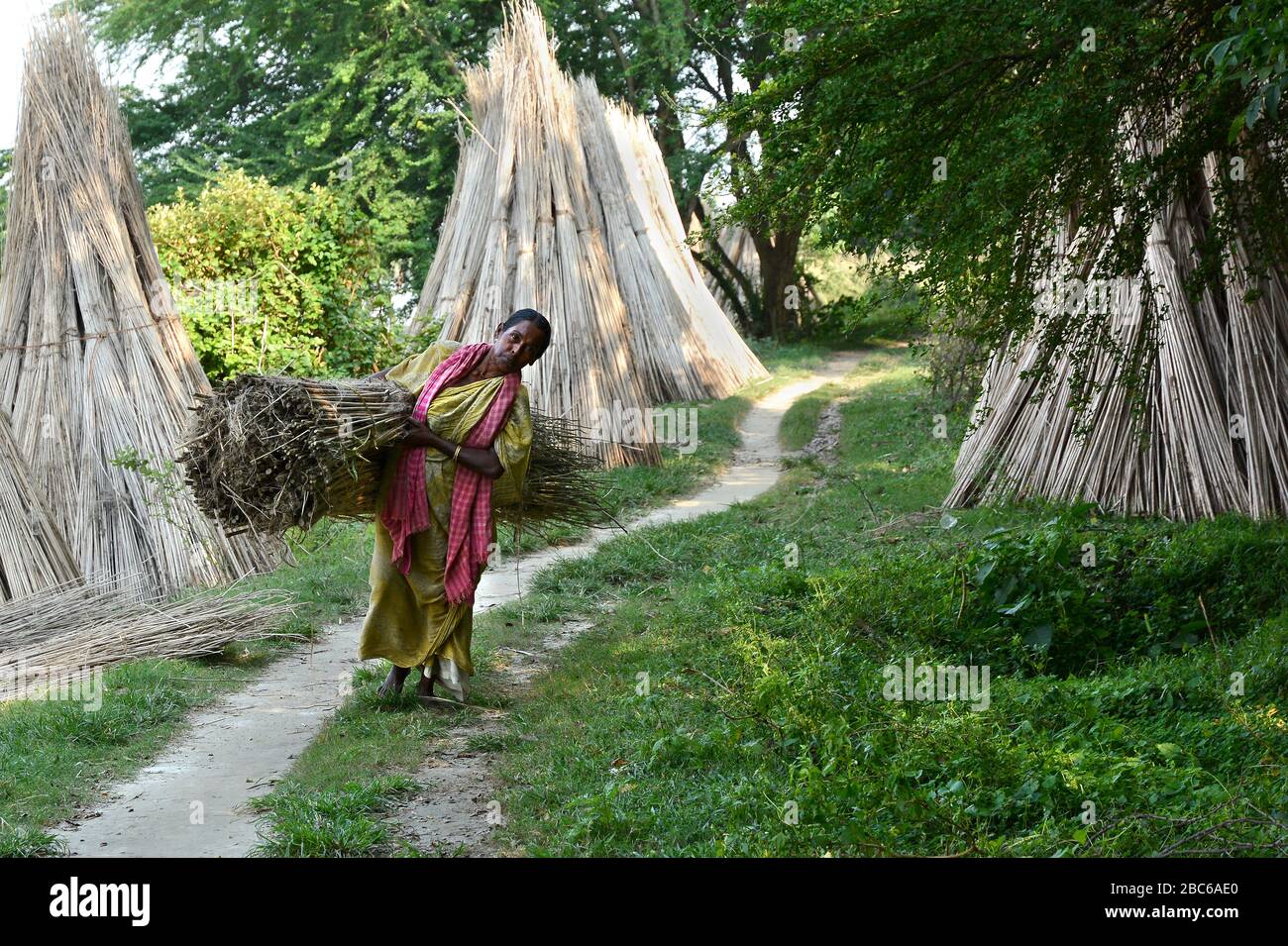 Gambi di pianta di iuta posati per asciugare nel sole con cielo e albero verde e cespugli su background.coltivazione di pianta di iuta nel bengala occidentale, India - Foto Stock