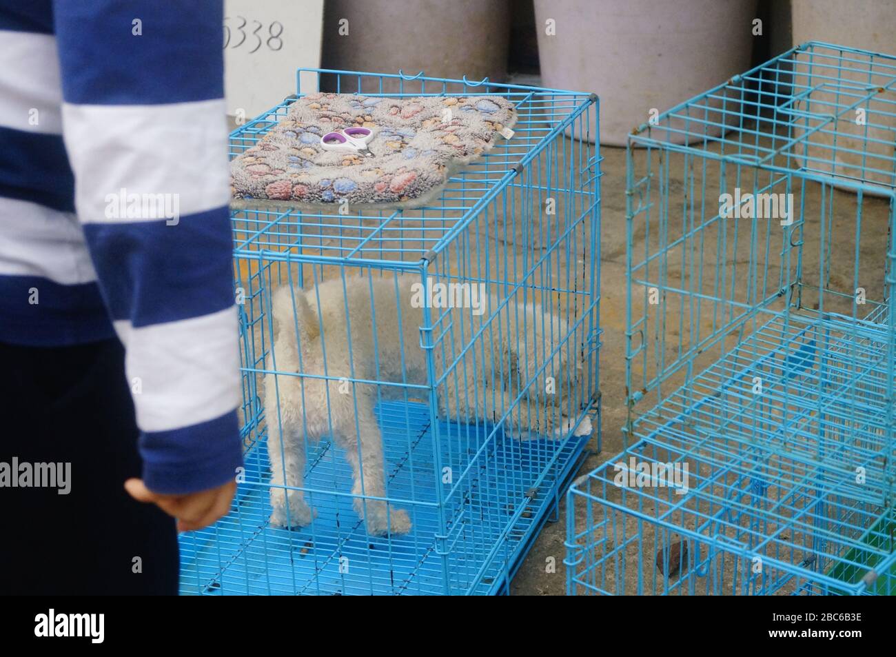 Shenzhen, Cina: Il mercato degli animali domestici si apre per gli affari, i bambini guardano i cani Foto Stock