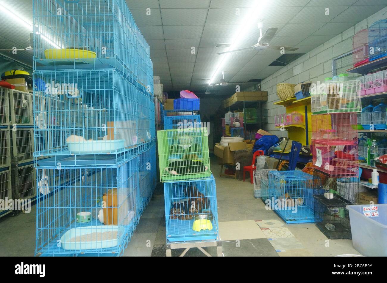 Shenzhen, Cina: Il mercato degli animali domestici si apre per gli affari, i bambini guardano i cani Foto Stock