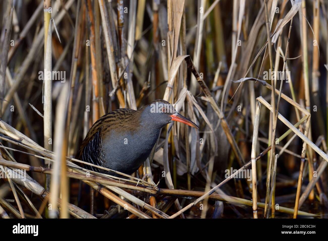 Il treno d'acqua (Rallus aquaticus), un uccello che comprende le canne Foto Stock