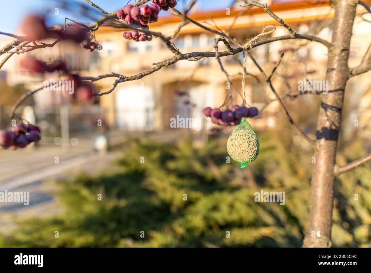 Alimentatore di uccelli, noce, uva passa, semi misti, palla di grasso per l'alimentazione uccelli selvatici giardino appesi su rami di alberi in inverno o primavera. Foto Stock