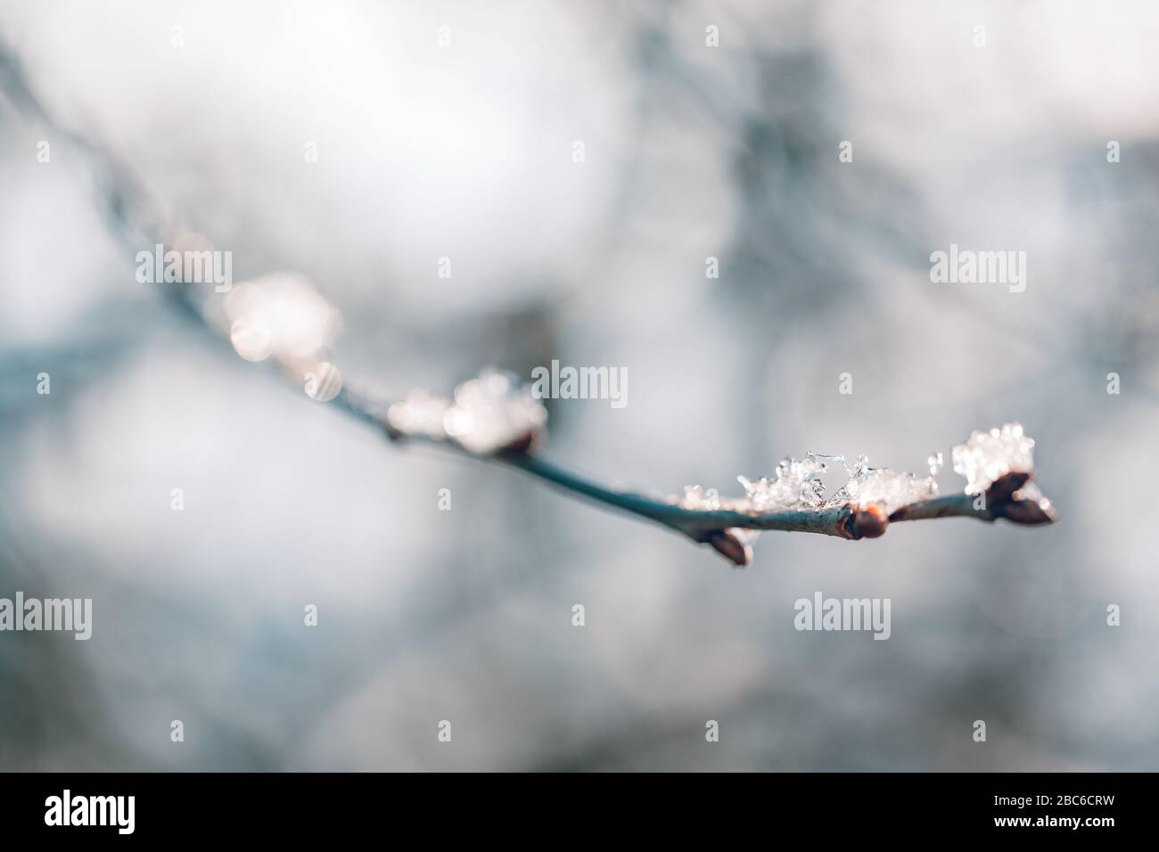 Paesaggio invernale. Paesaggio invernale con fiori congelati e piante secche invernali Foto Stock