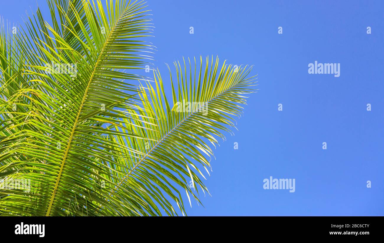 Palme da cocco con cielo blu, splendido sfondo tropicale con spazio di copia per testo Foto Stock