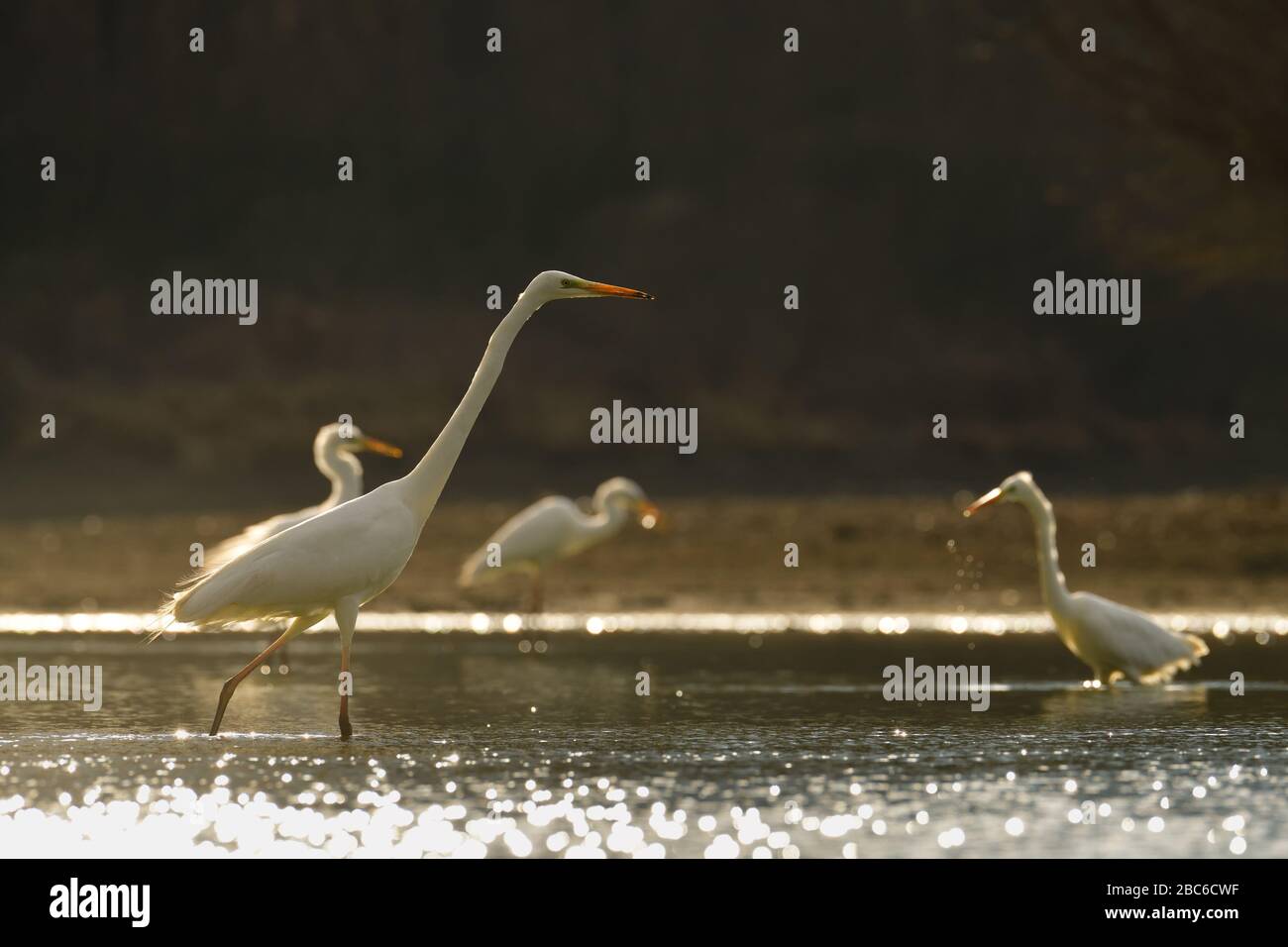 Grandi aironi (Ardea alba) in un lago con acqua frizzante Foto Stock