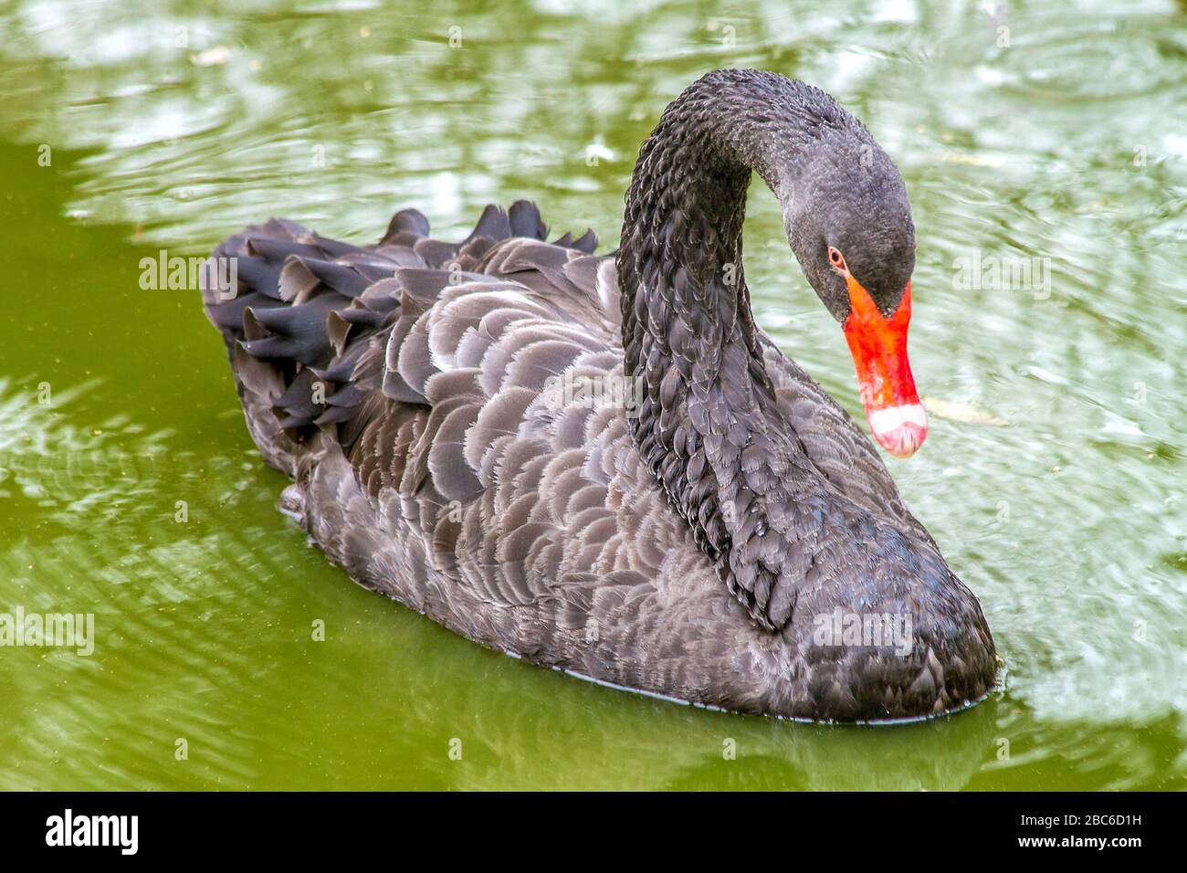 immagine di un bellissimo uccello un cigno nero nuota attraverso lo stagno Foto Stock