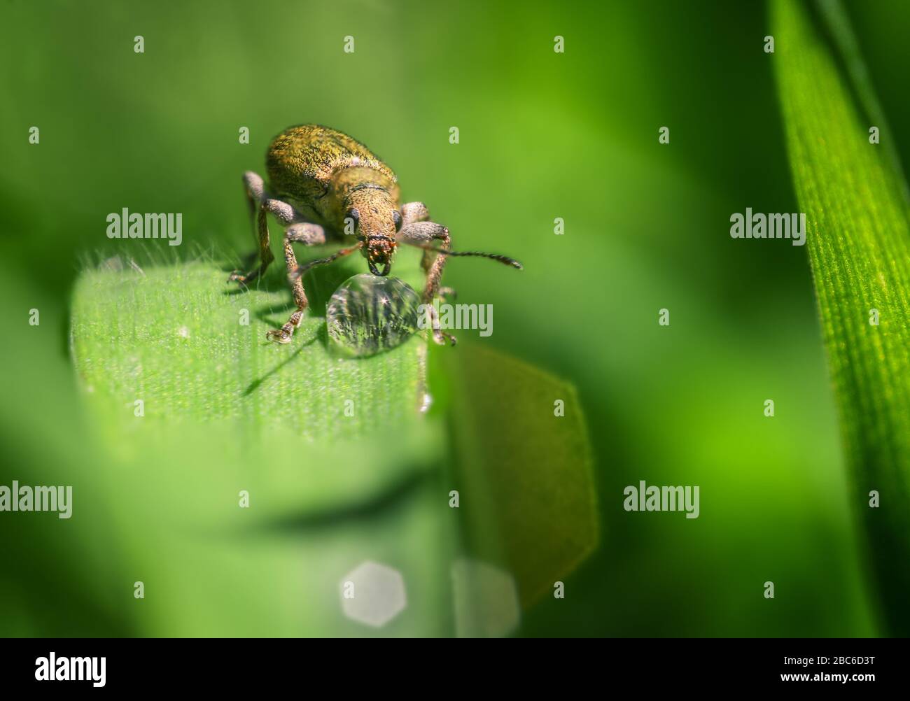 Un coleottero che beve da una goccia di acqua piovana appena caduta su una lama di erba verde Foto Stock