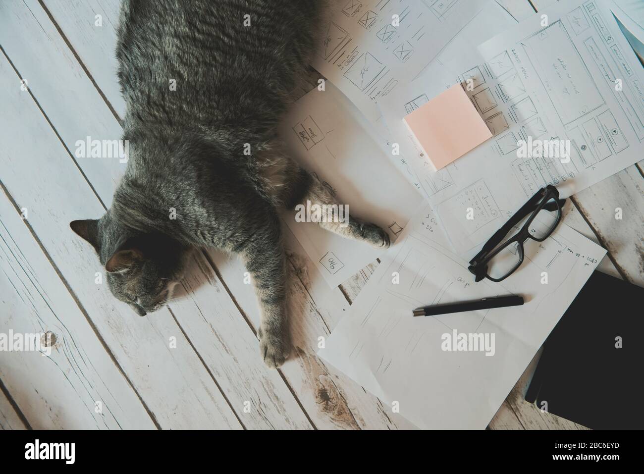 concetto di casa di lavoro - gatto sdraiato sul pavimento Foto Stock