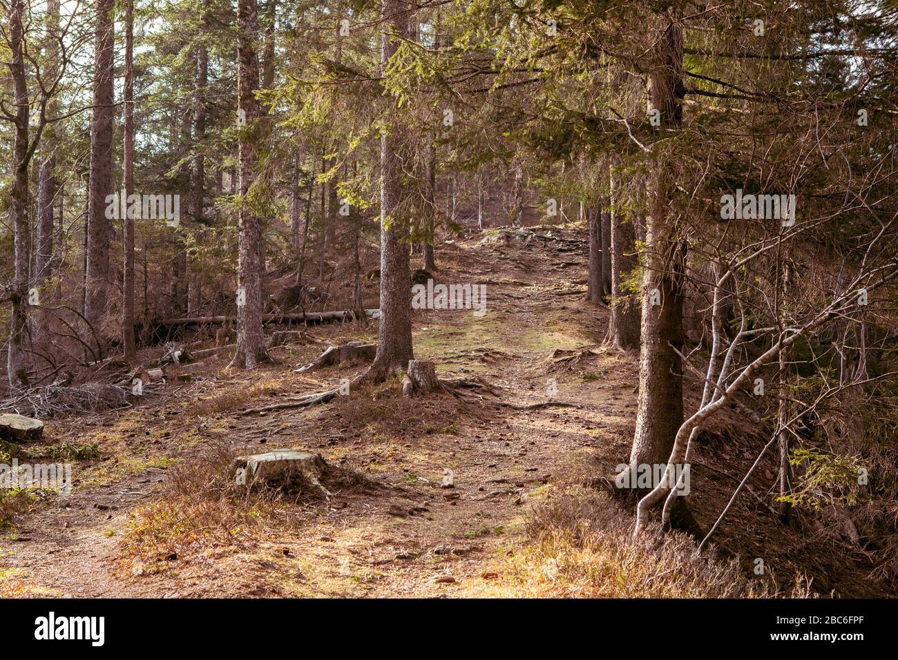 Sentiero di montagna all'interno della foresta. Bellissimo paesaggio paesaggistico e romantico. Radici di alberi e pietre su sentiero in legno selvatico. Schwarzwald, Foto Stock