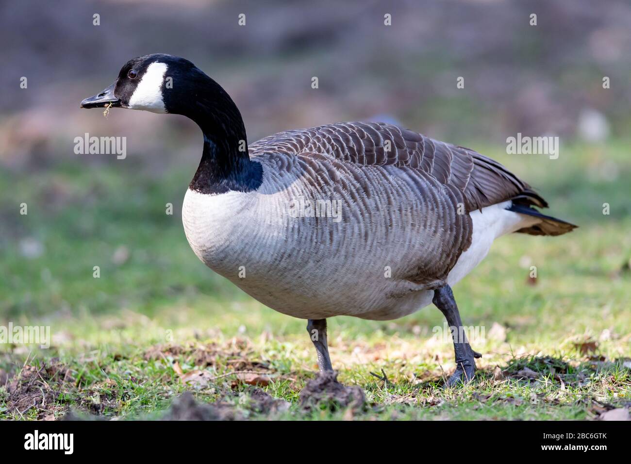 Canada oca (Branta canadensis) nella zona di protezione della natura Moenchbruch vicino Francoforte, Germania. Foto Stock