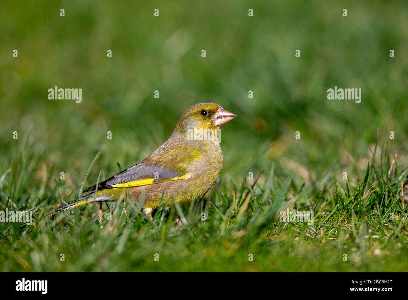 Verde finch europeo (Chloris cloris) nel giardino in primavera. Foto Stock