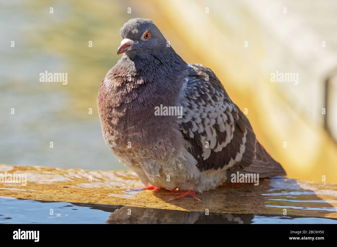 Un piccione si raffredda nella fontana di Castle Square a Swansea, Galles, Regno Unito. Martedì 31 marzo 2020 Foto Stock