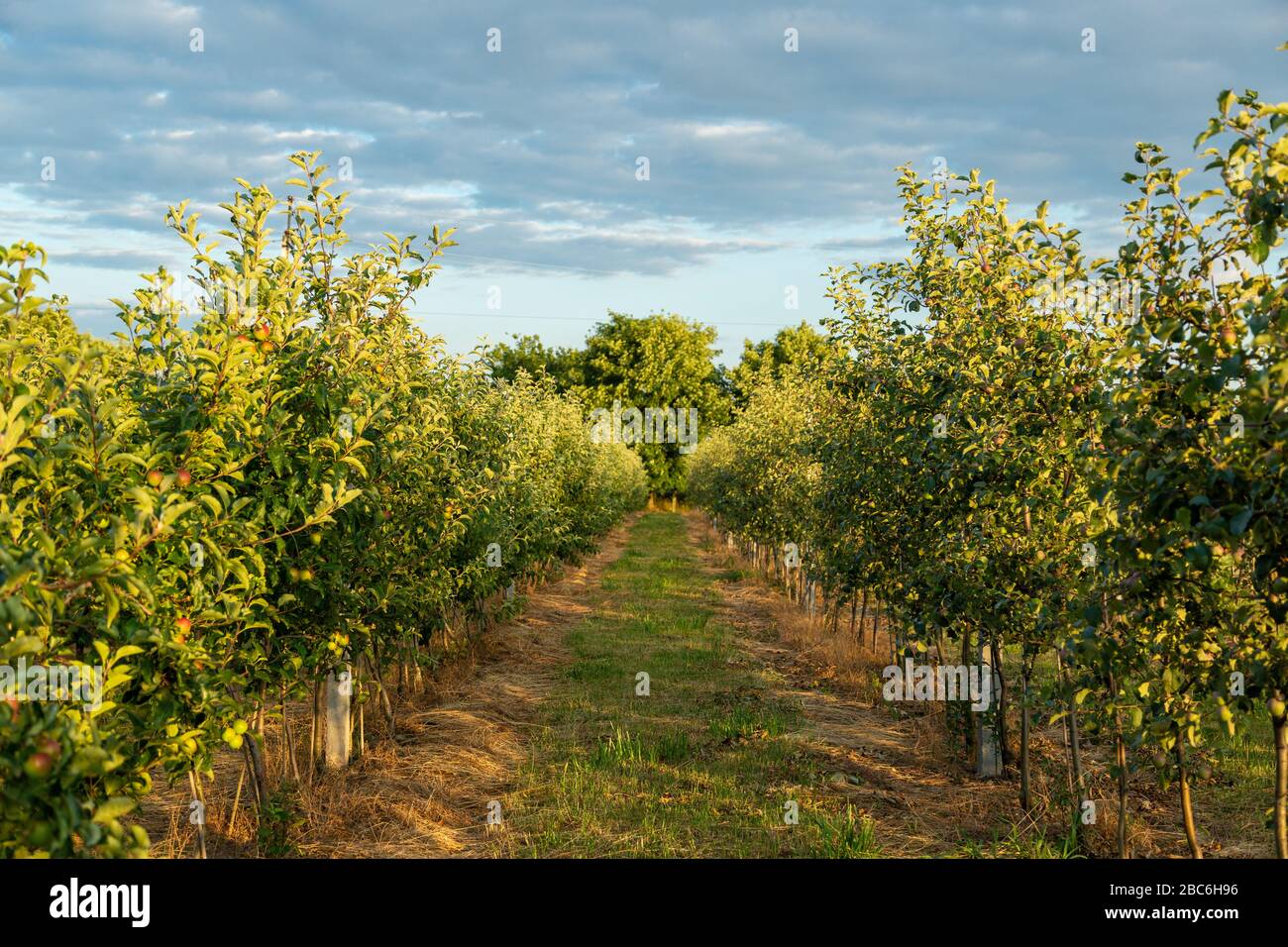 Frutteto con giovani alberi di mela. Tempo di mietitura. Foto Stock