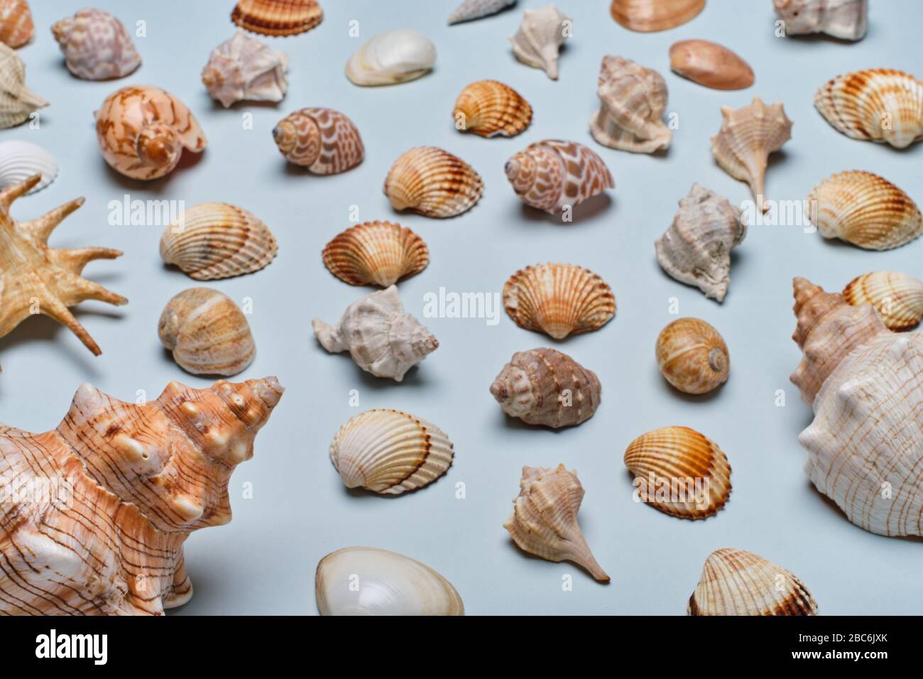 Mix di conchiglie su sfondo di carta blu Foto Stock