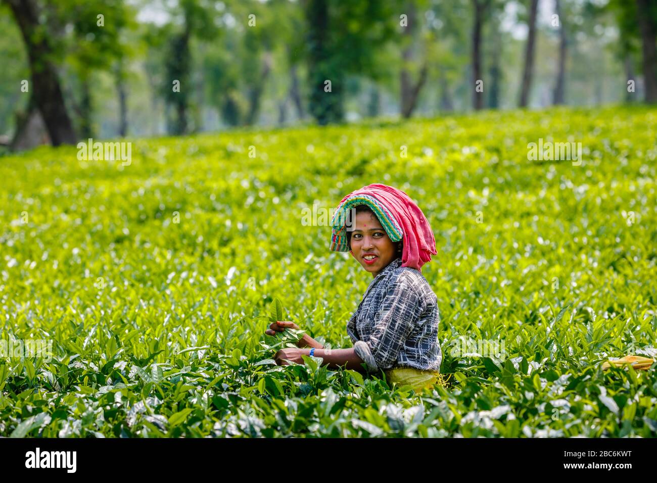 Giovane donna locale con una sciarpa rossa che copre la sua testa che lavora ad una piantagione di tè che raccoglie le foglie di tè vicino al Parco Nazionale di Kaziranga, Assam, India del NE Foto Stock