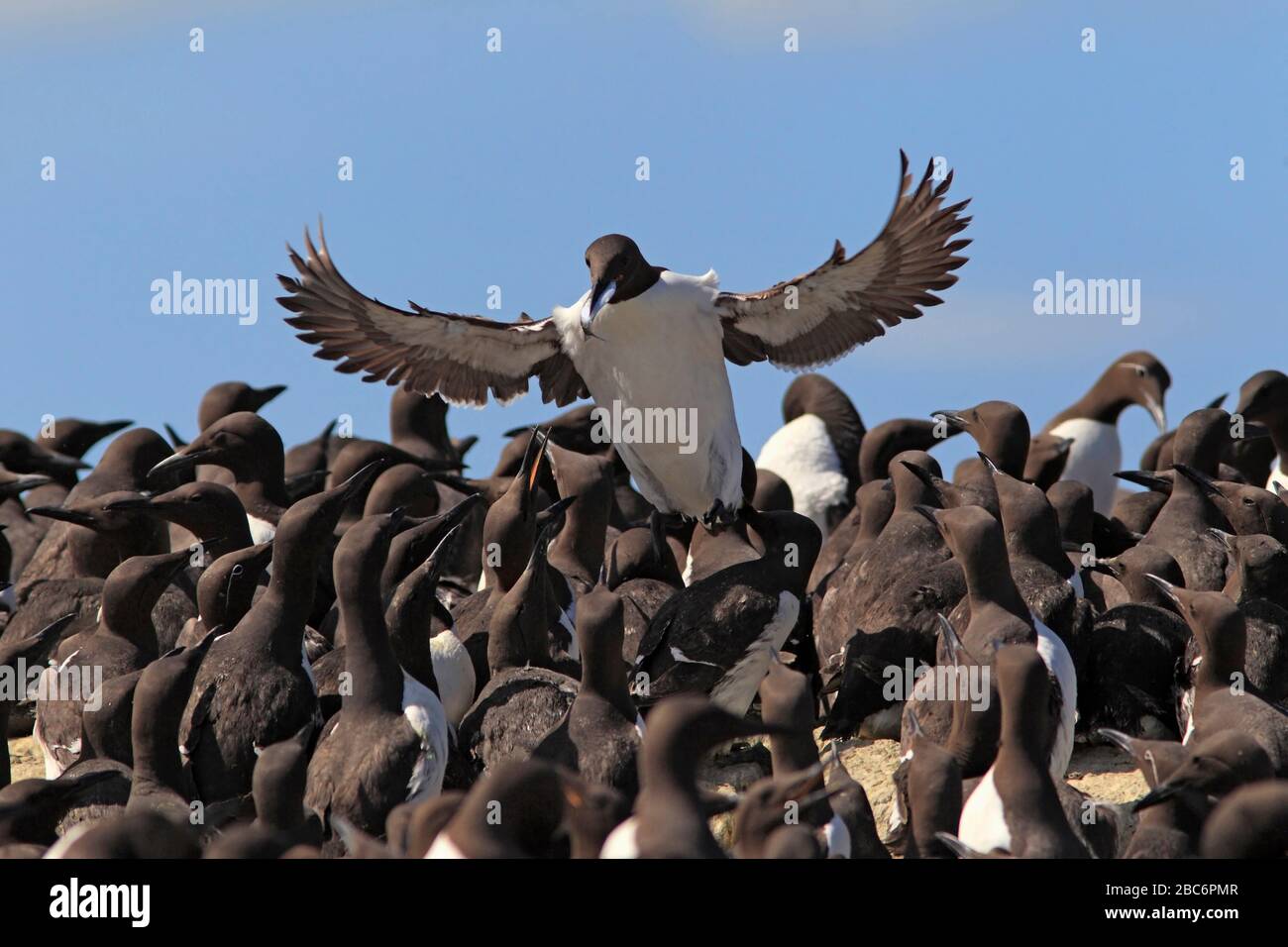 GUILLEMOT (Uria aalge) che atterra con un pesce alla sua colonia di allevamento affollata, Isole Farne, Northumberland, Regno Unito. Foto Stock