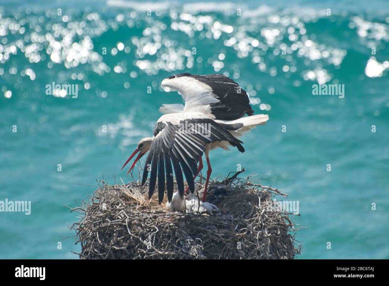 White storch con pollo nel suo nido alto sopra il mare sulla costa occidentale portoghese Foto Stock