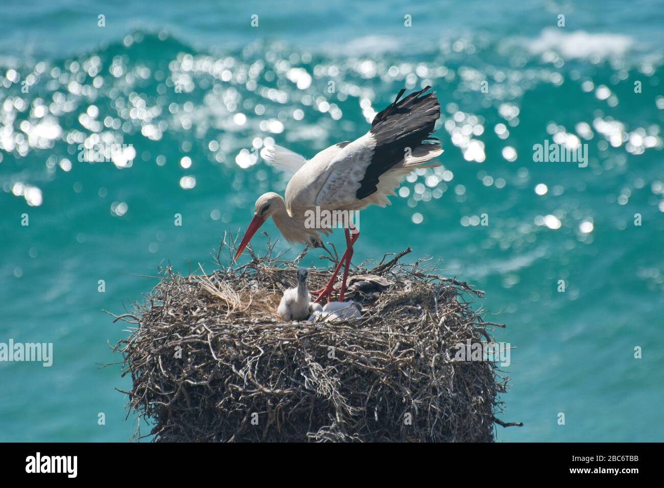 White storch con pollo nel suo nido alto sopra il mare sulla costa occidentale portoghese Foto Stock