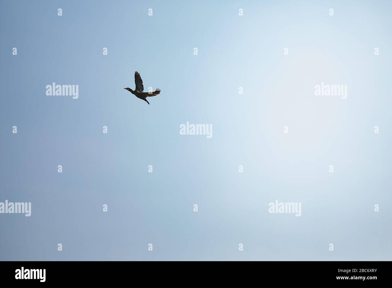 Minimalismo: Un anatra volante con un cielo azzurro Foto Stock
