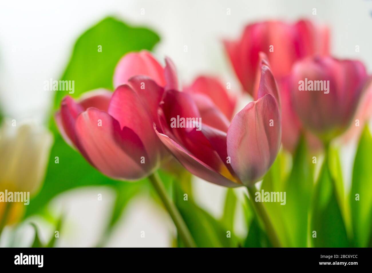 Un bouquet di tulipani rosa circondato da foglie verdi. Sfondo bianco luminoso. Foto Stock