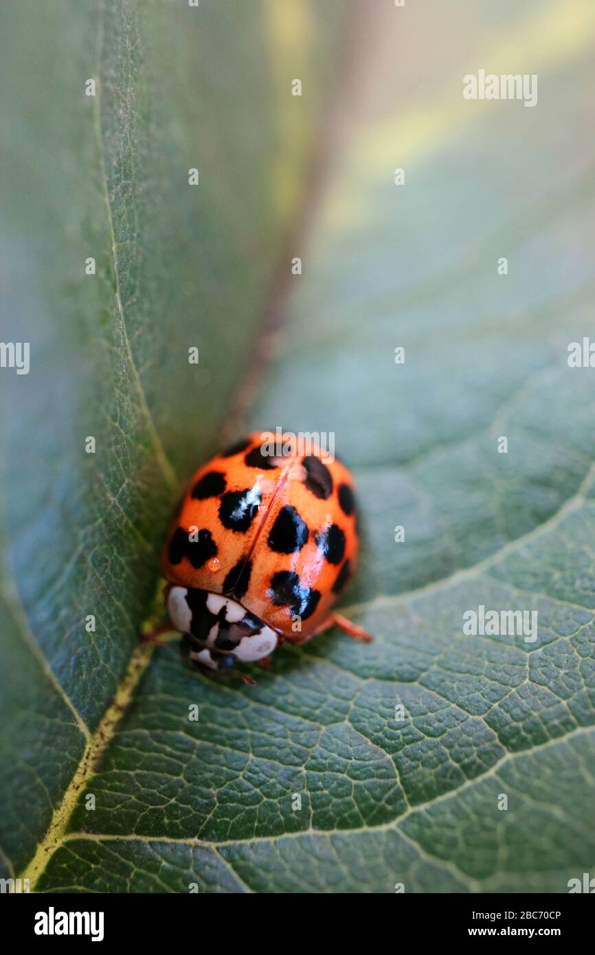 Ladybug rosso su foglia verde, insetto su foglia, ladybug e macro foglia, ladybug rosso con macchie nere, foglia verde con motivi, macro fotografia, foto d'archivio Foto Stock