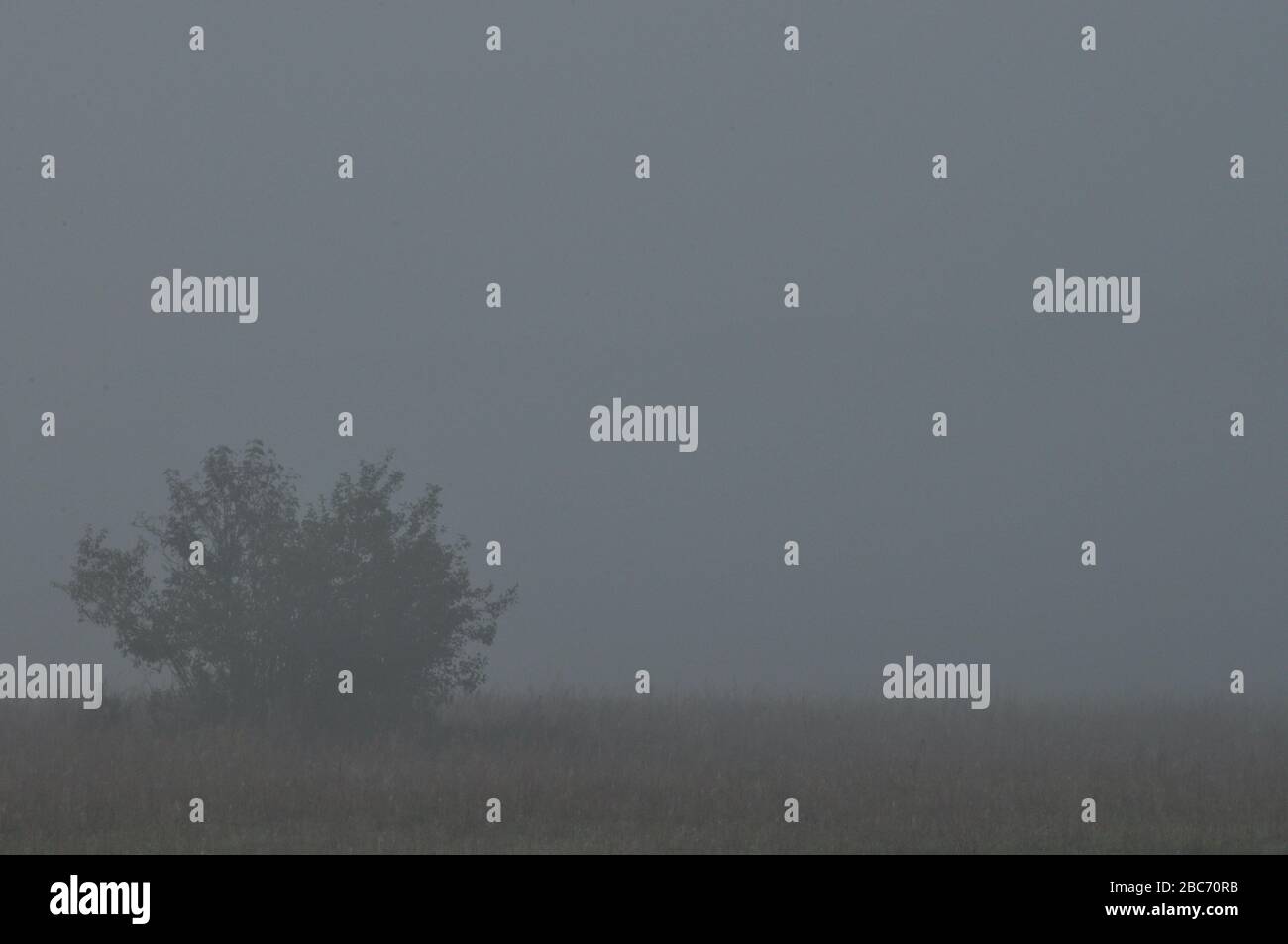 Alberi nella nebbia. Meteo variabile. Swit prato. Mattina con la rugiada Foto Stock