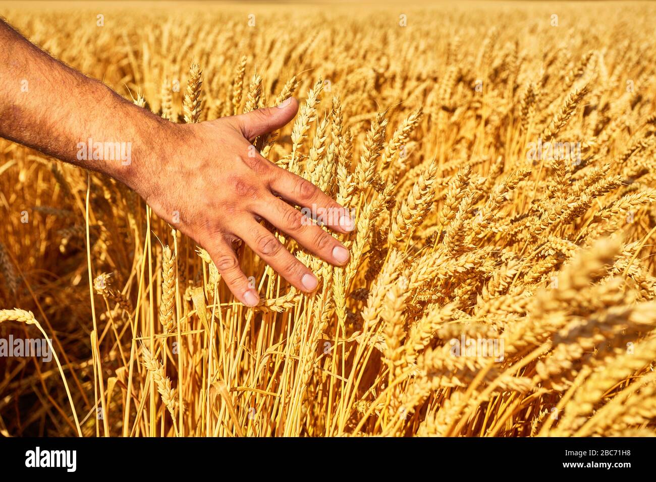 Campo di grano e cono di presa della mano maschio nel giorno di estate Foto Stock
