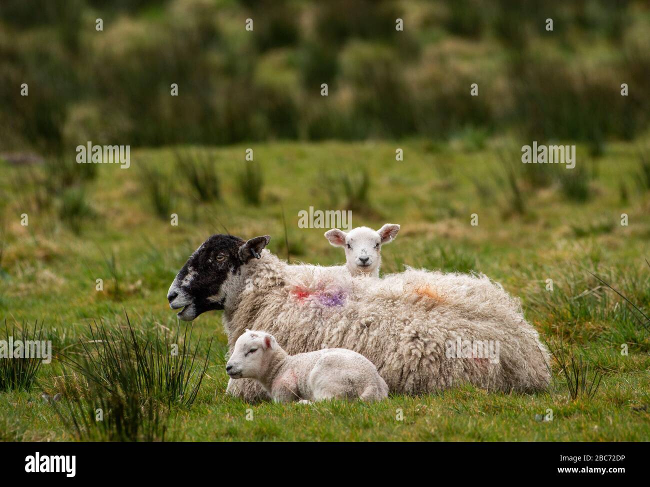 Preston, Lancashire 3rd aprile 2020. I gemelli agnelli si accoccolano nella loro madre per il calore in una fredda giornata a Chipping, Preston, Lancashire. Ci è un aumento previsto nella temperatura a 18c la domenica. Credit: John Eveson/Alamy Live News Foto Stock