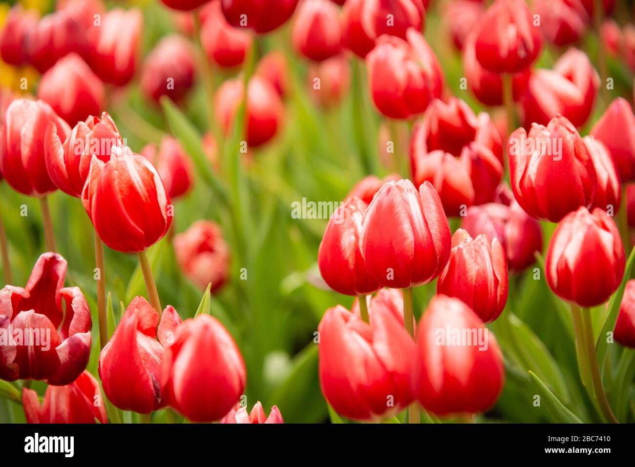 Fiori di tulipano d'arancio che fioriscono in un campo di tulipano Foto Stock