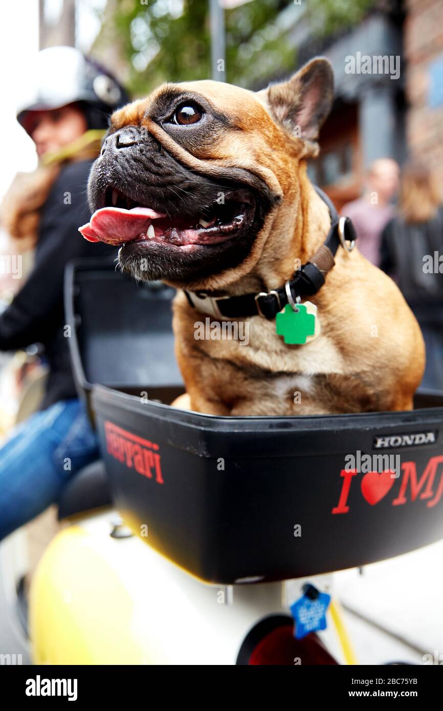 Un Bulldog francese siede felicemente sul retro del suo scooter proprietari Foto Stock