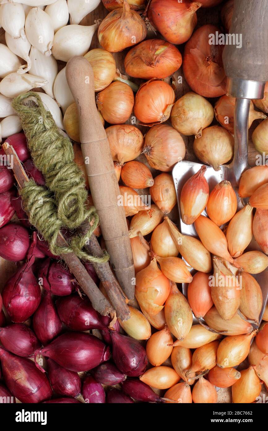 Allium cepa 'Red Baron' 'Centurion' e 'snowball'. Set di cipolle pronti per la semina in primavera. REGNO UNITO Foto Stock