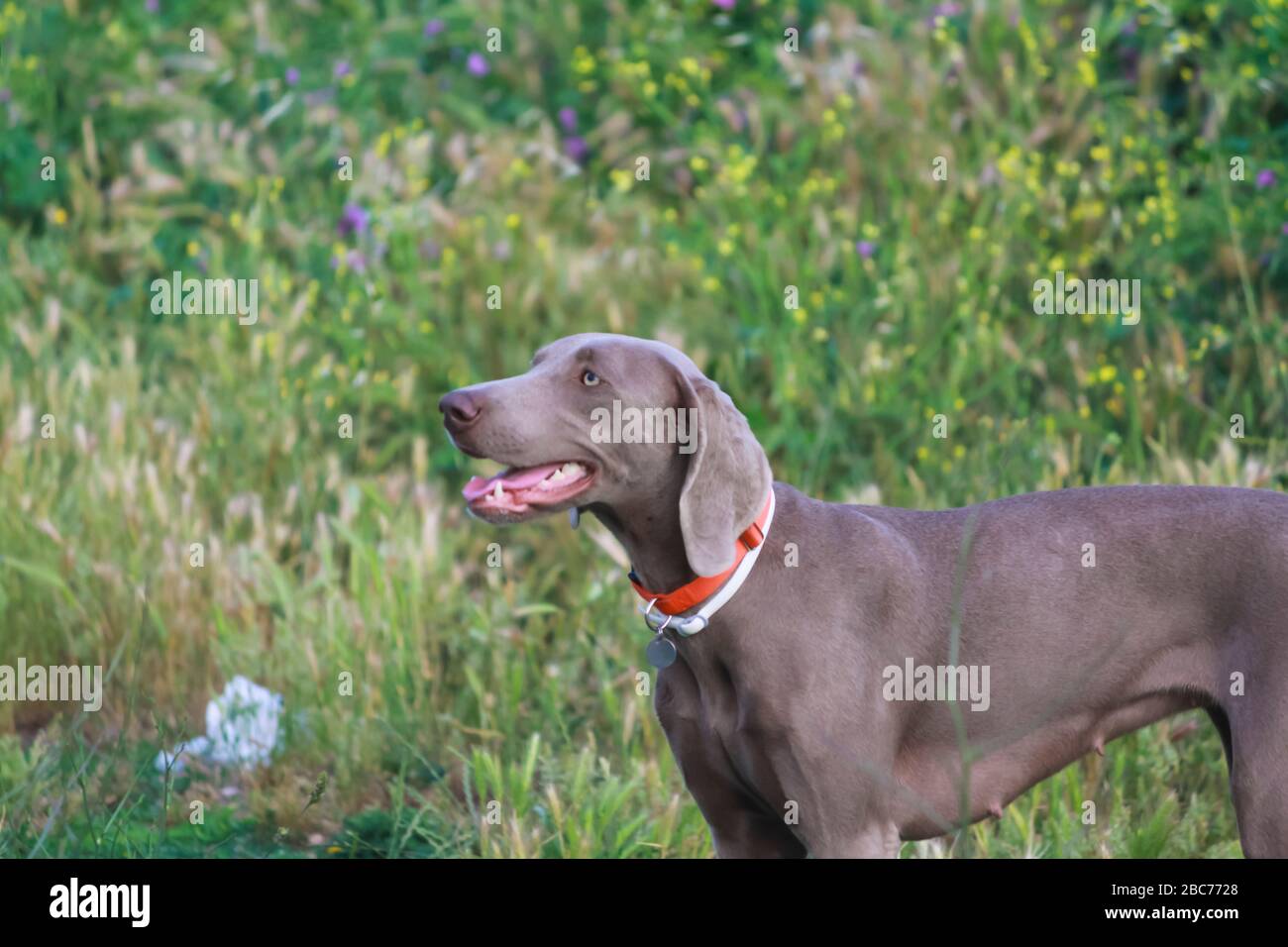 Weimaraner Hound Dog femmina (esterno) Foto Stock