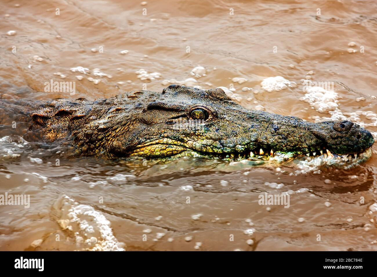 Primo piano di un coccodrillo del Nilo in un fiume che scorre velocemente nel Parco Nazionale di Kruger, Sudafrica Foto Stock