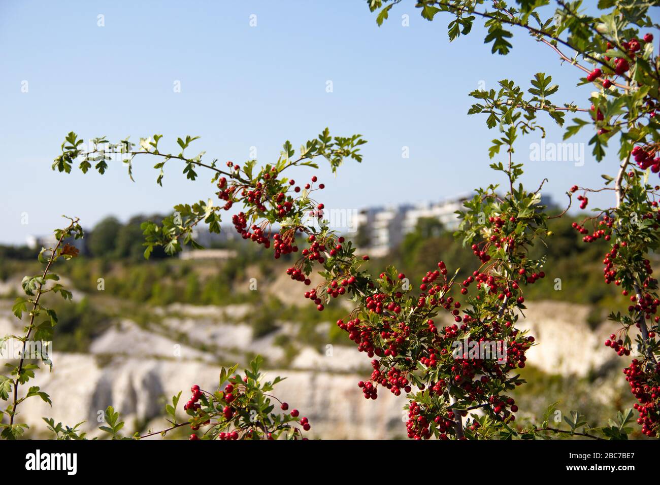 Un albero contiene molte bacche rosse mentre cresce accanto all'area protetta chiamata Kalkbrottet a Malmö, Svezia, una vecchia cava di calcare Foto Stock