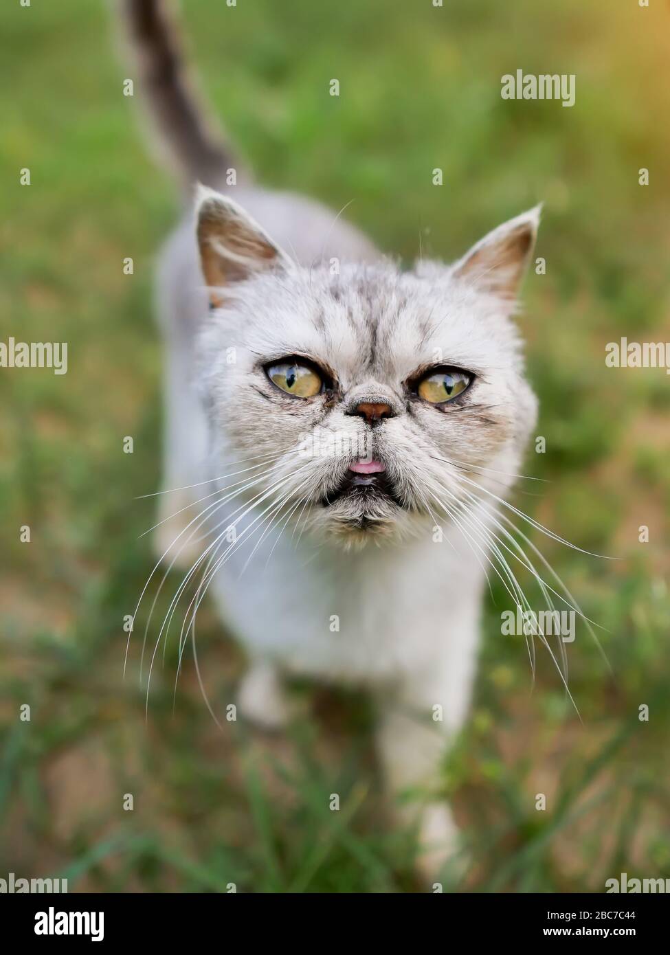 primo piano della testa di cat. Esotica razza Shorthair Foto Stock