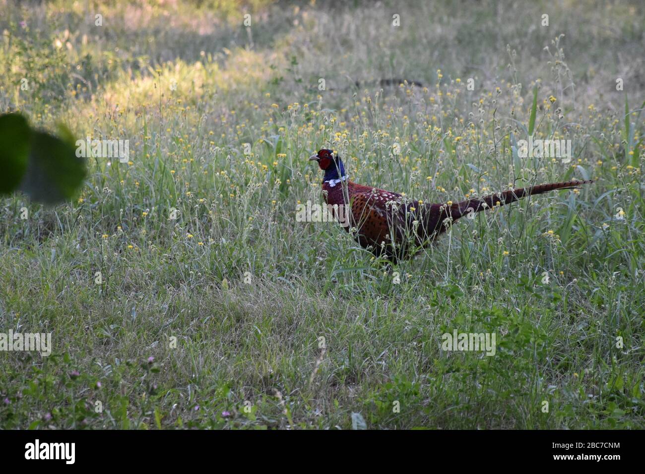 Pheasant uccello primo piano nel prato. I fiori gialli del campo e l'erba verde sono intorno all'uccello Foto Stock