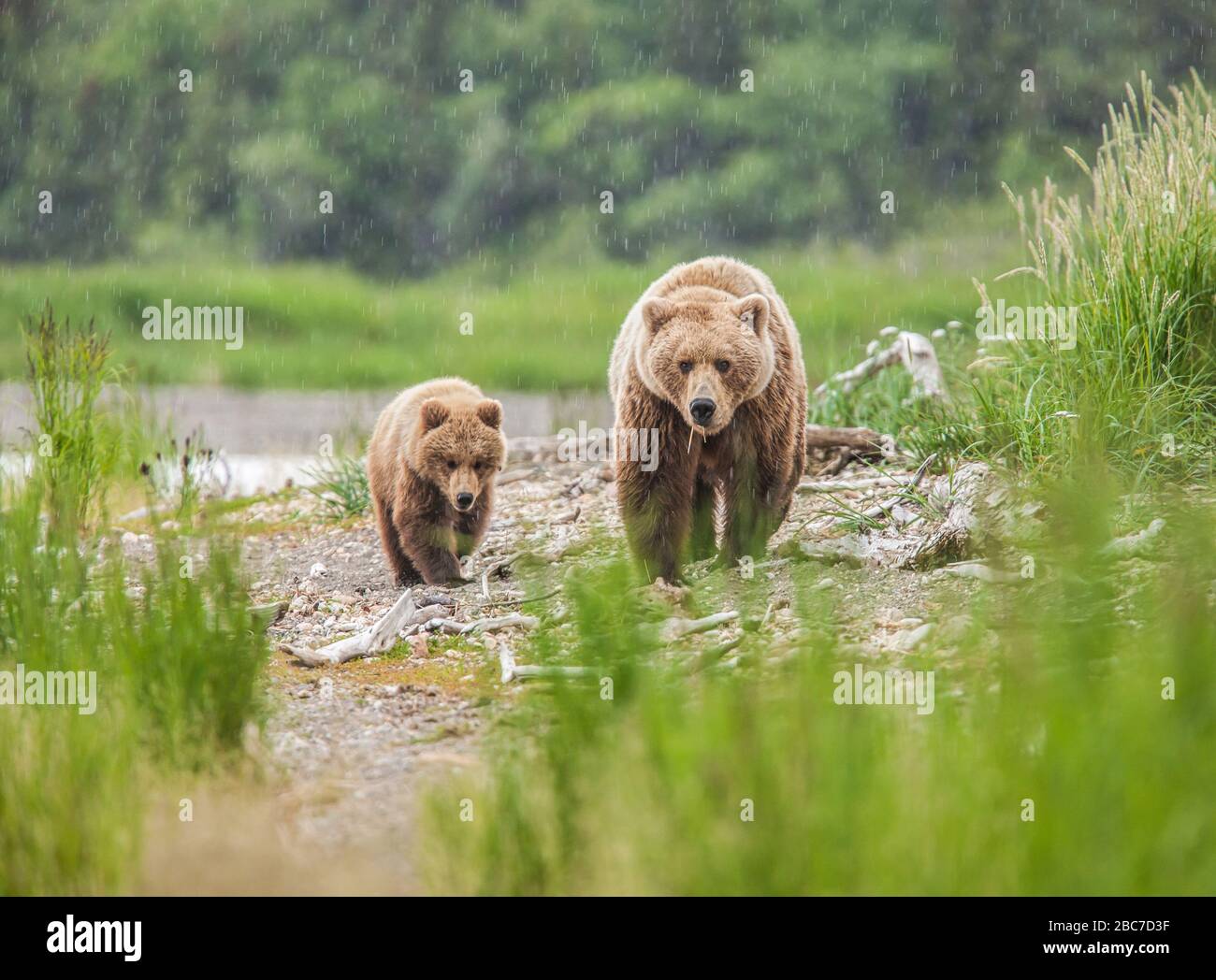 Orsi grizzly del Parco Nazionale di Katmai in Alaska Foto Stock