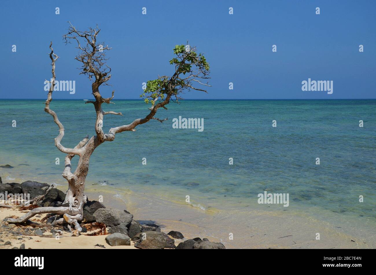 Albero isolato in una spiaggia tropicale alle isole Hawaii Foto Stock