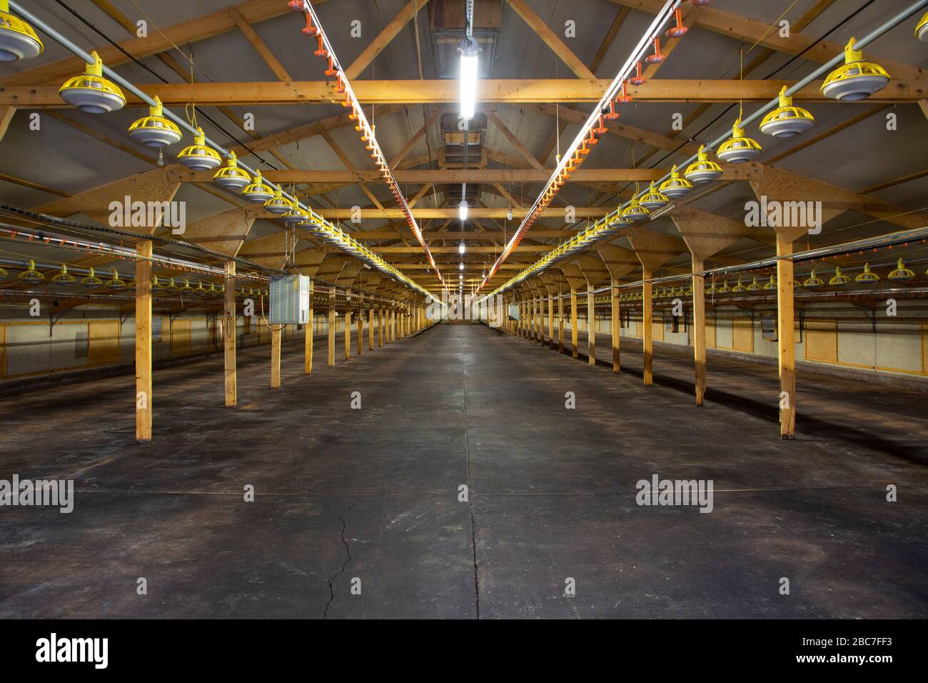 Vista interna di un vuoto Industrial Chicken Shed Foto Stock