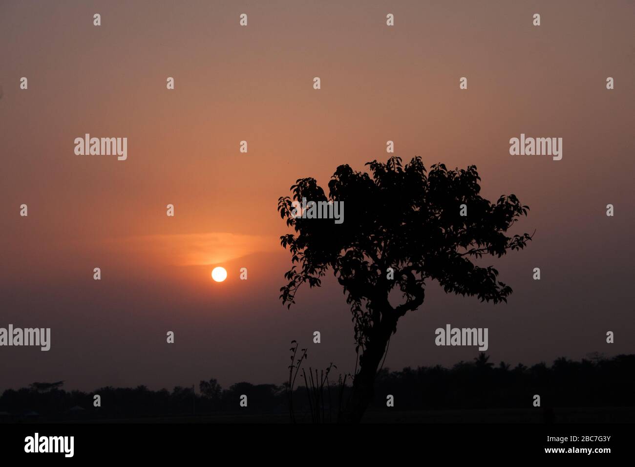 Tramonto sull'albero a Khulna, Bangladesh. Foto Stock