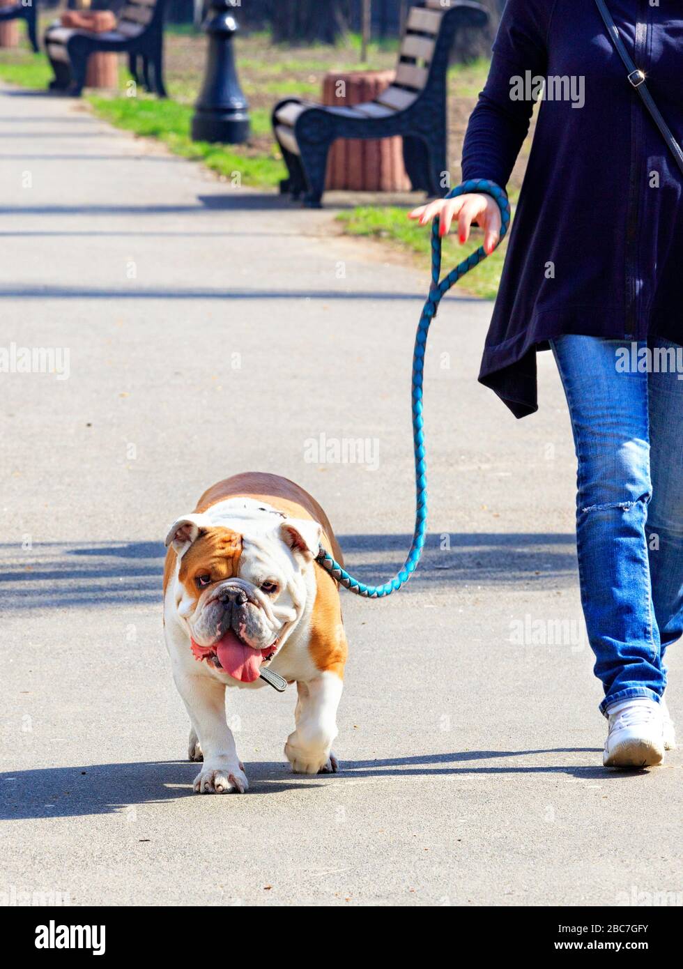 Un grande bulldog inglese cammina su un guinzaglio, accompagnato dalla sua padrona, lungo il marciapiede lastricato di un parco della città in una luminosa giornata di sole primaverile. Foto Stock