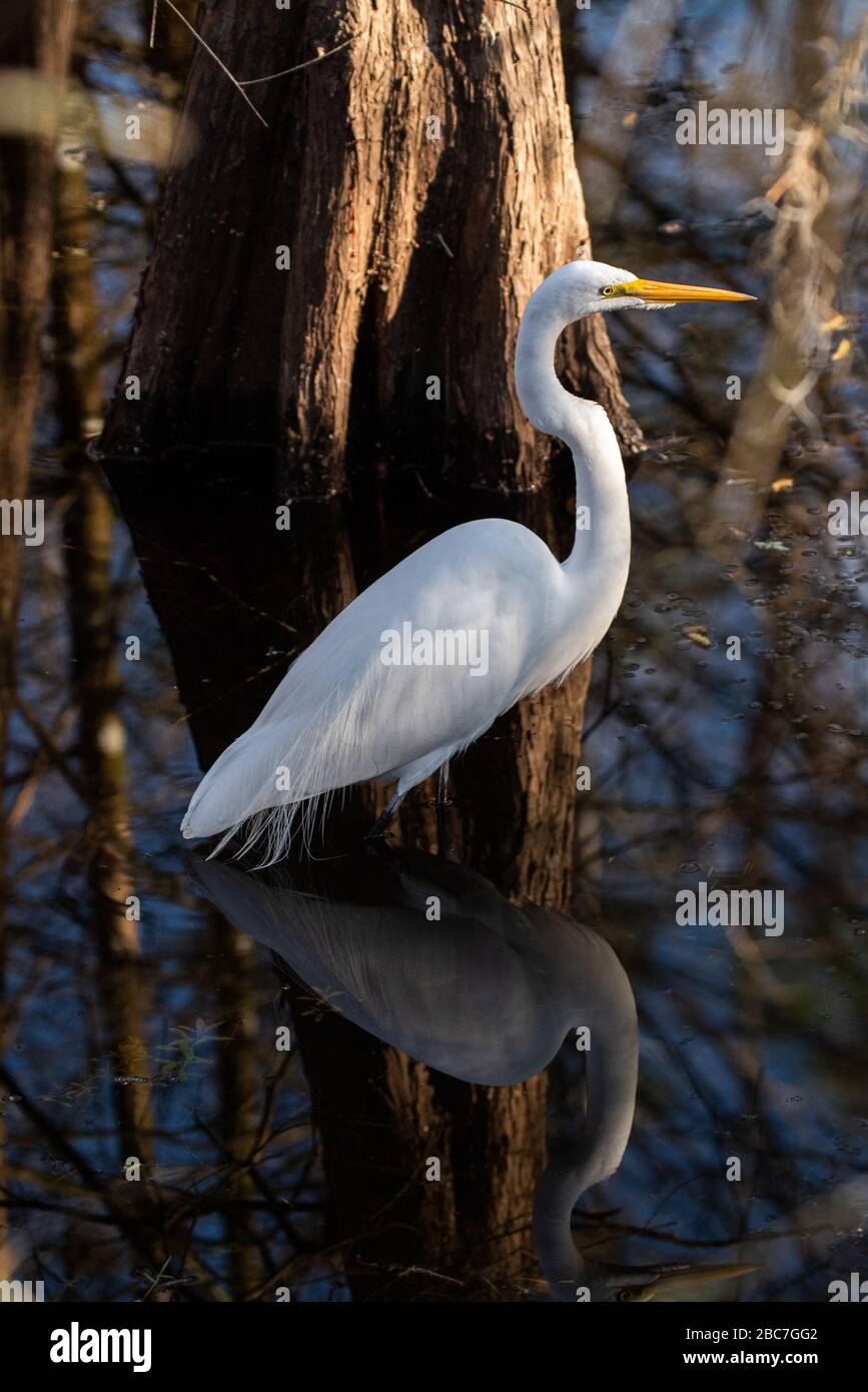 Un grande Egret bianco si erge contro un cipresso in acqua oscura. Foto Stock