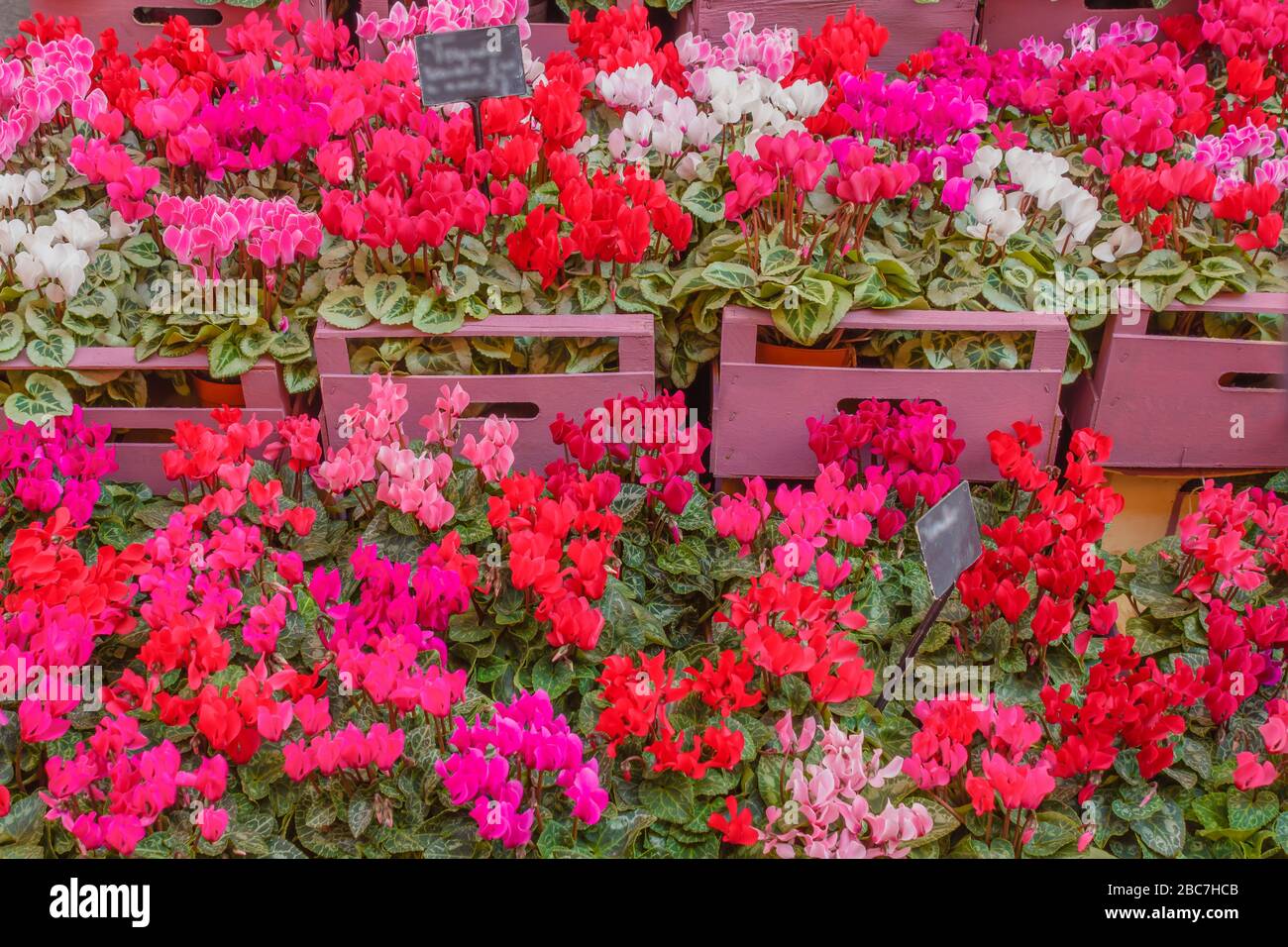 Un passo di ciclamini colorati Foto Stock