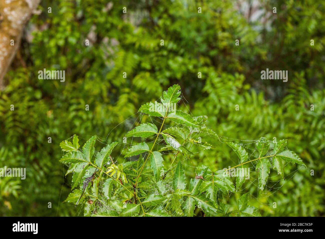 Neem Leaf.Khulna, Bangladesh. Foto Stock
