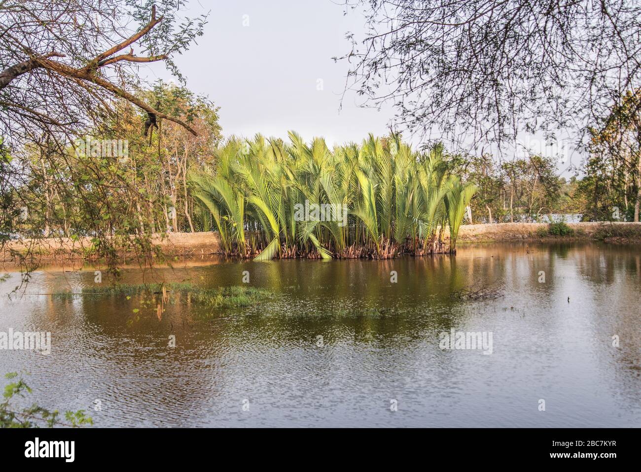 Nypa fruticans, comunemente noto come il nipa palm o mangrove palm, Sundarbans, Bangladesh Foto Stock