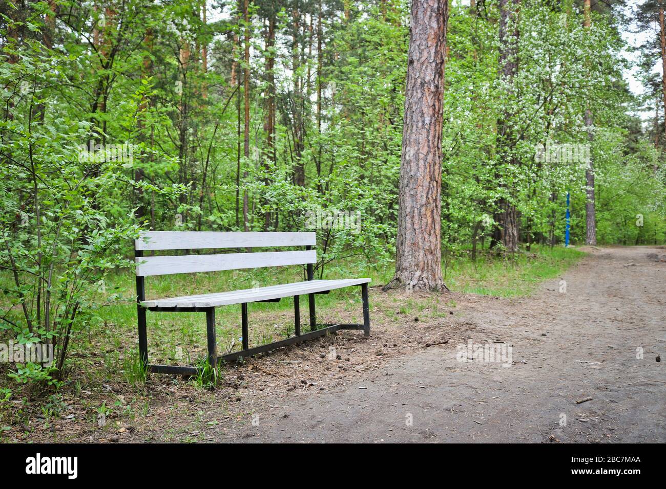 Panca in legno presso il sentiero forestale nel parco. Il concetto di passeggiate nella foresta e la solitudine Foto Stock