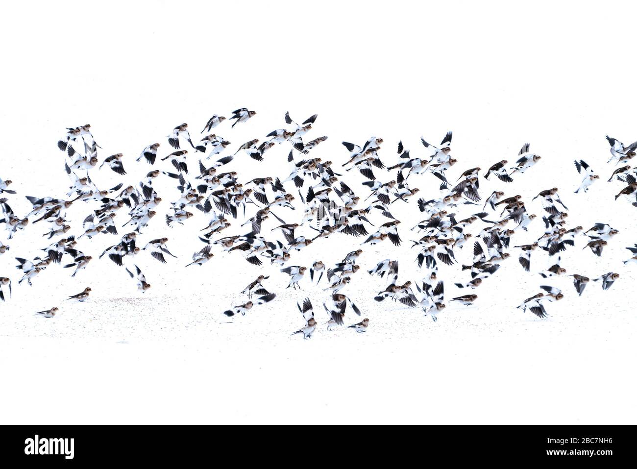 Gregge di neve Bunting (Pletrafenax nivalis) che si nutrono di semi nella neve, Islanda settentrionale e in volo Foto Stock