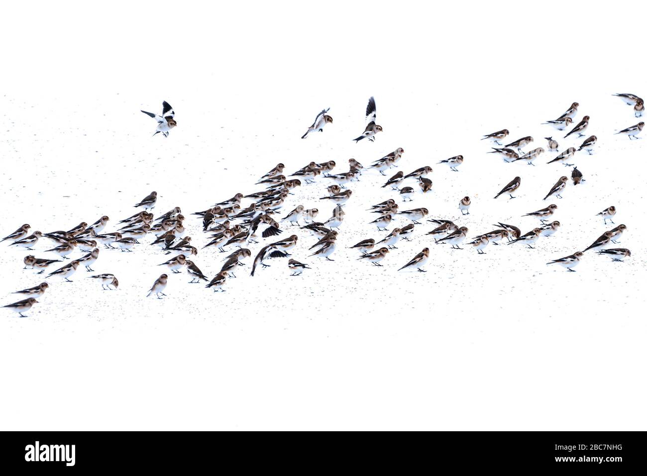 Gregge di neve Bunting (Pletrafenax nivalis) che si nutrono di semi nella neve, Islanda settentrionale Foto Stock