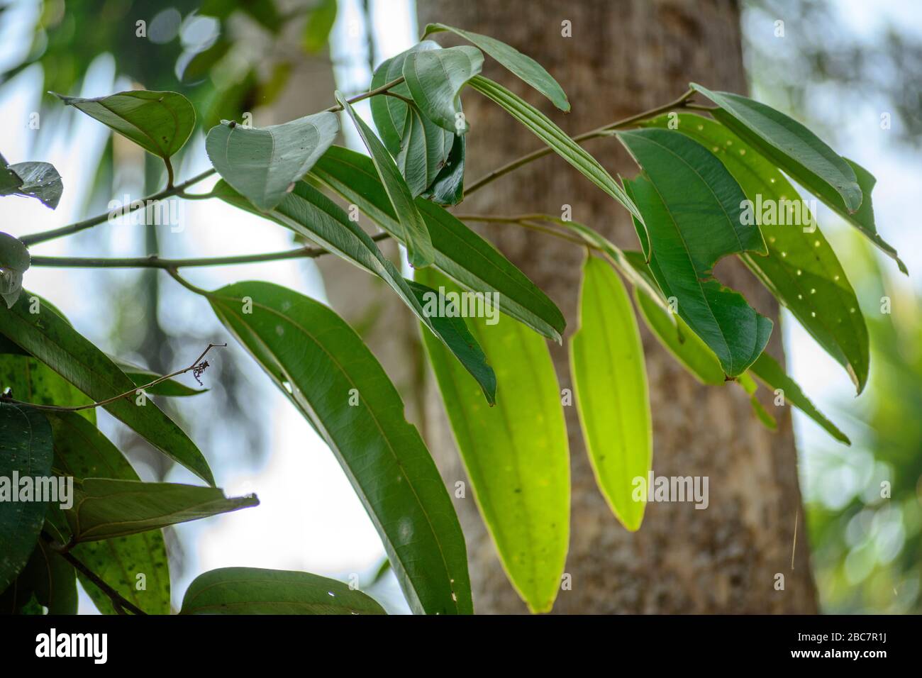 La cannella foglie di albero di cannella Foto stock - Alamy